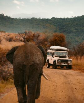 Jungle Safari